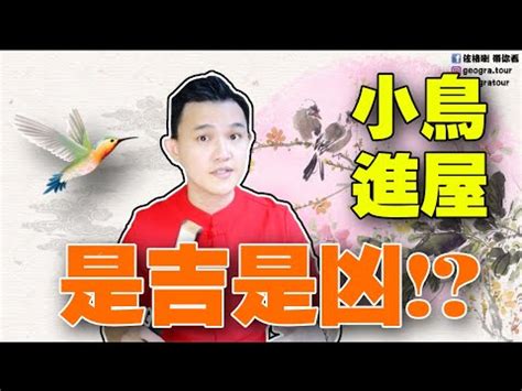 麻雀飛進家裡|【麻雀飛到陽台】麻雀飛到我家陽台，是吉還兇？揭秘5種鳥飛入。